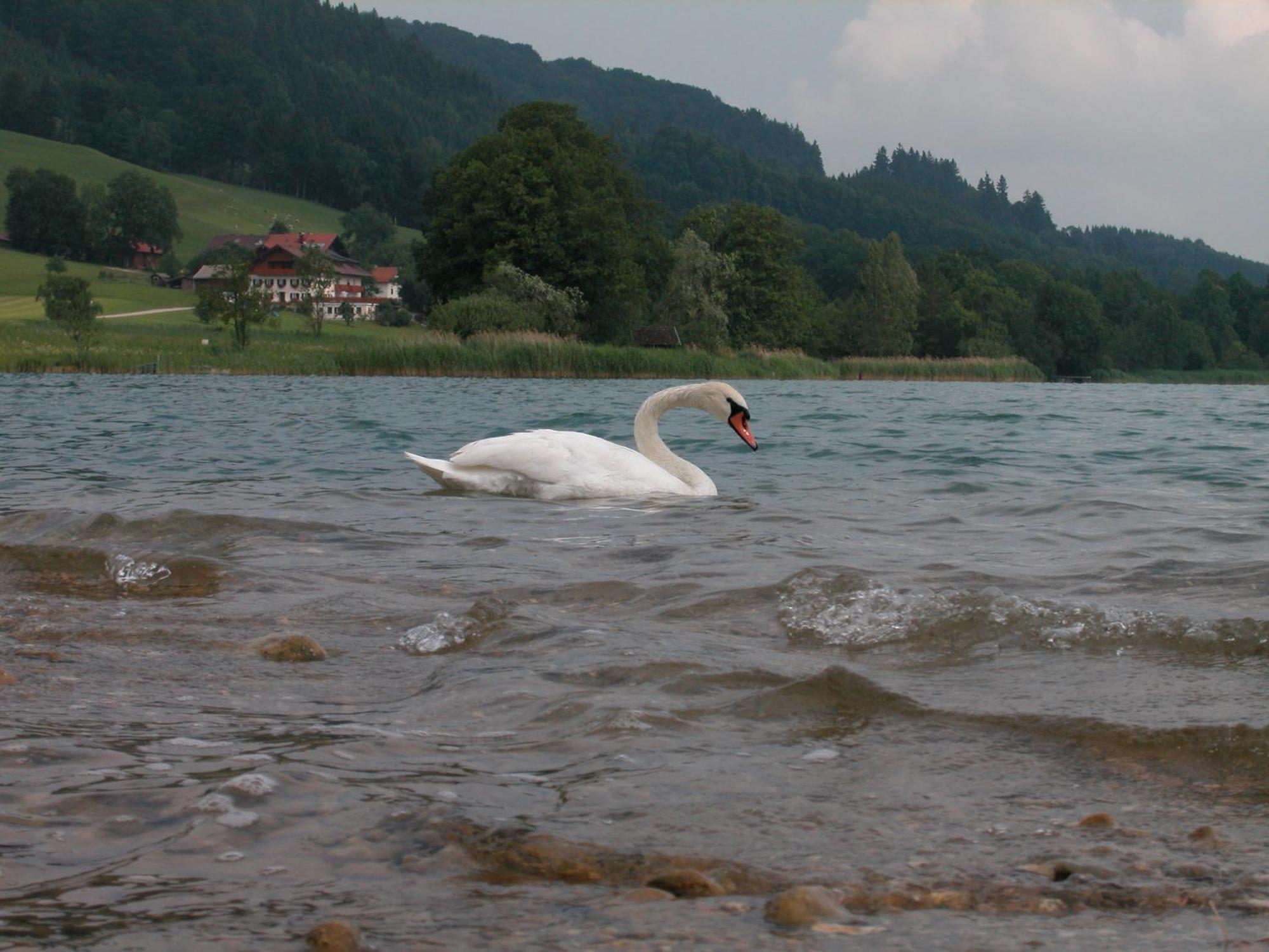 Seehotel Garni Pollmann Zell am Moos Bagian luar foto